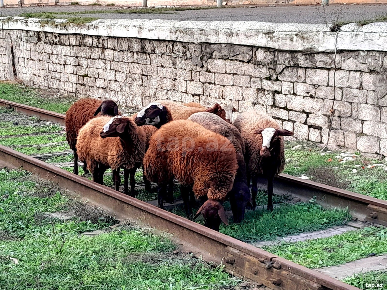 Qala qoyunları