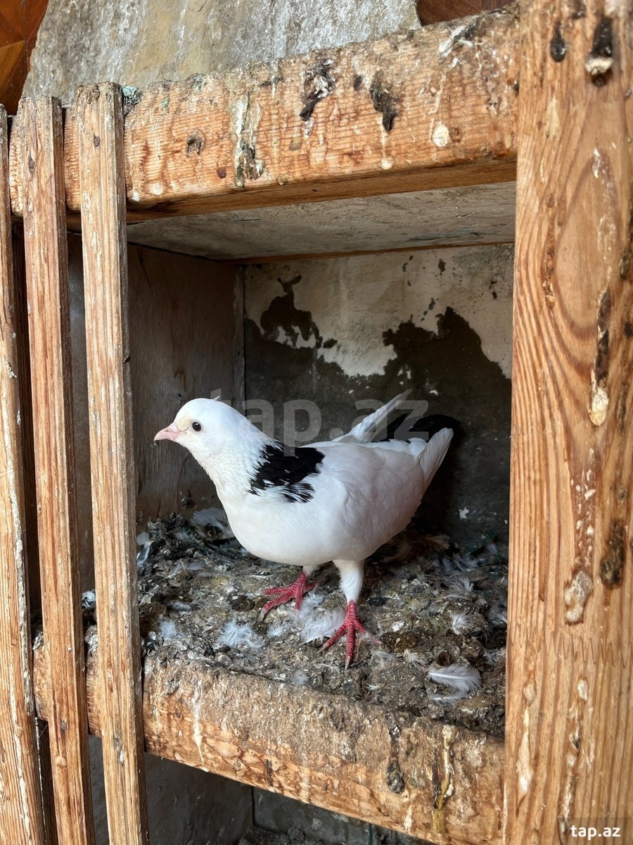 Göyərçinlər