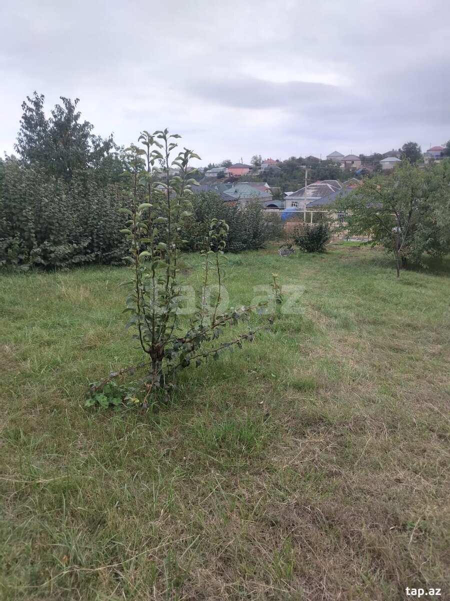 Torpaq satılır, Quba