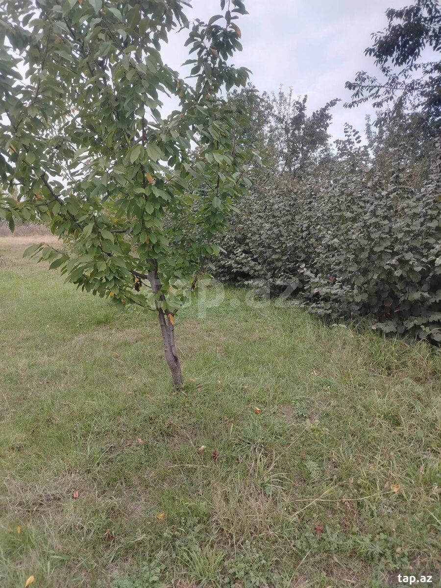 Torpaq satılır, Quba