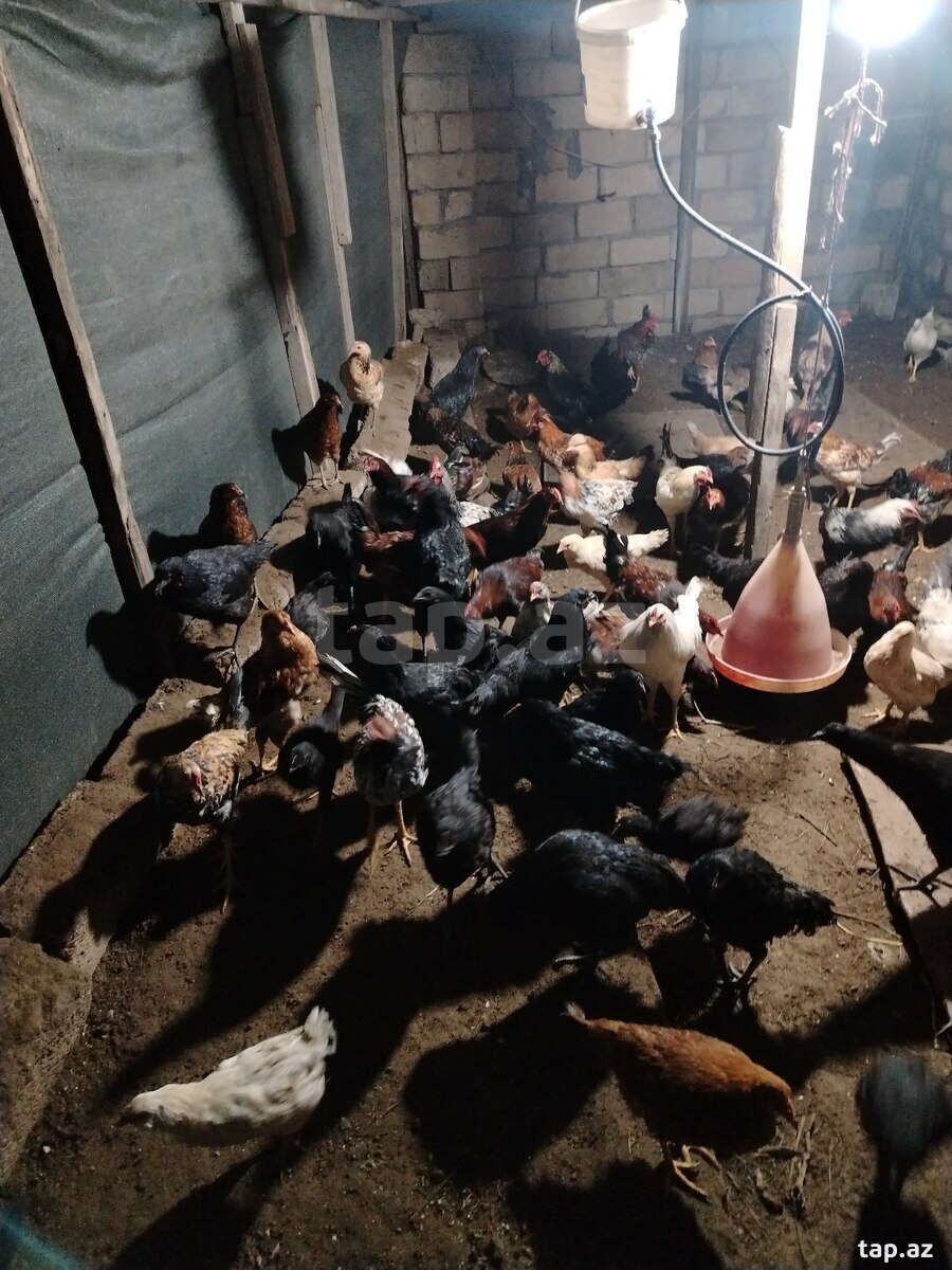 Kənt toyuqları