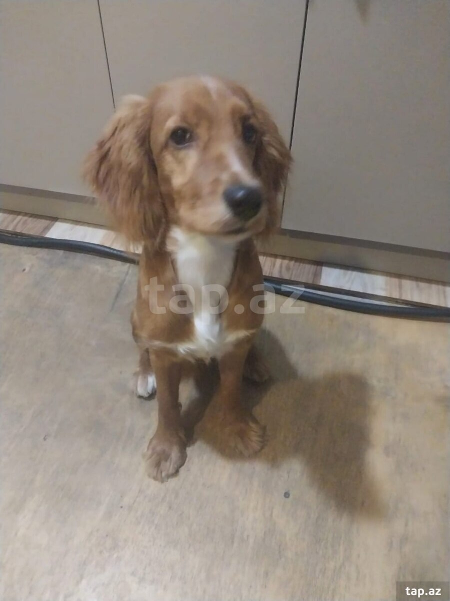 Koker spaniel balası