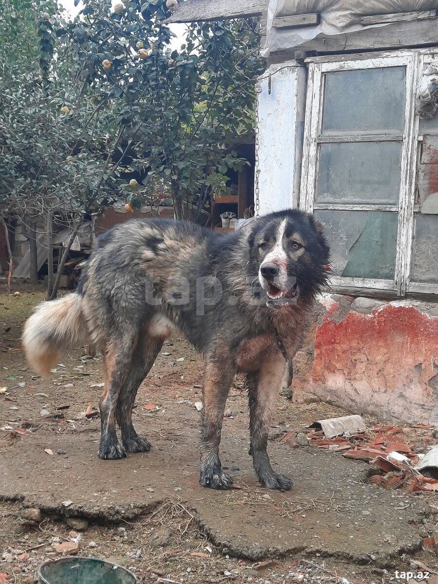 Qafqaz ovçarkası