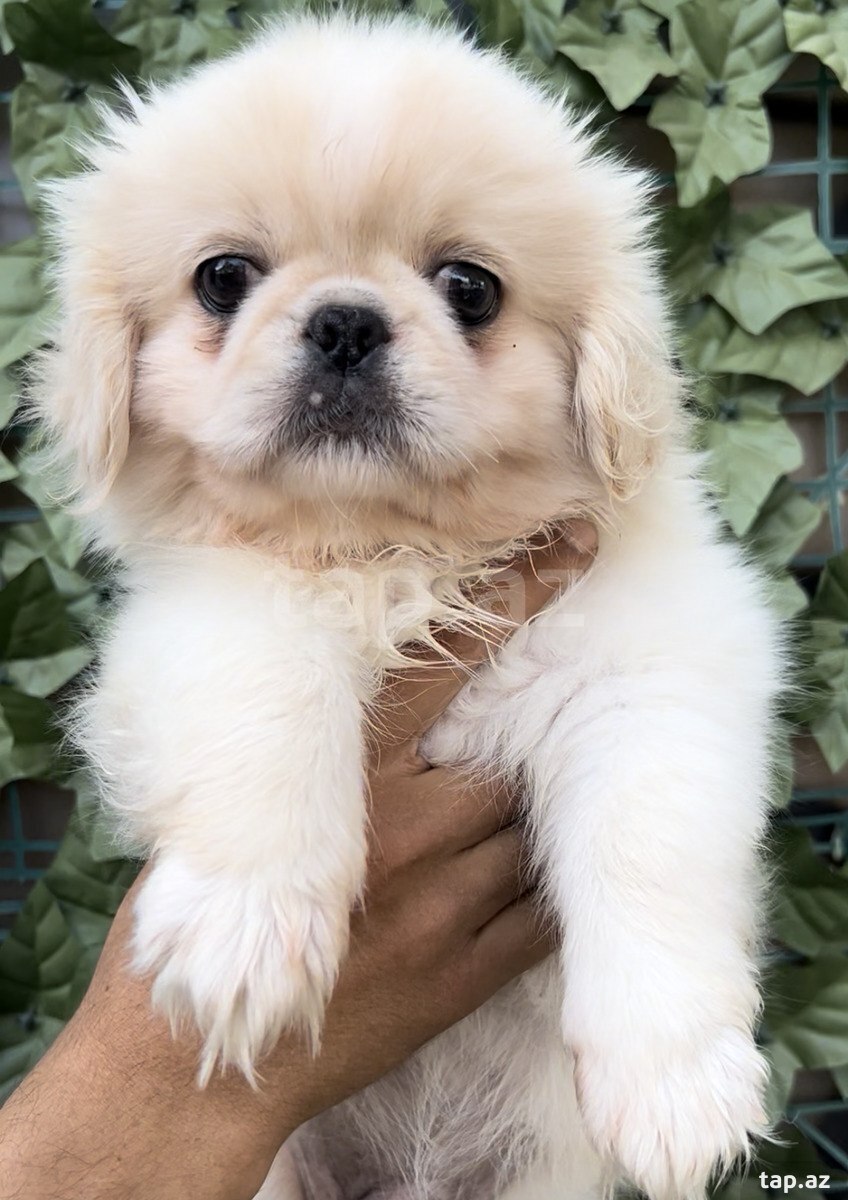 Pekines
