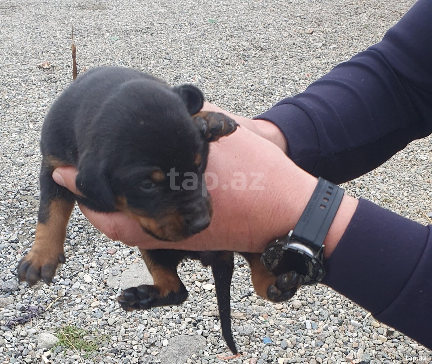 Doberman balası