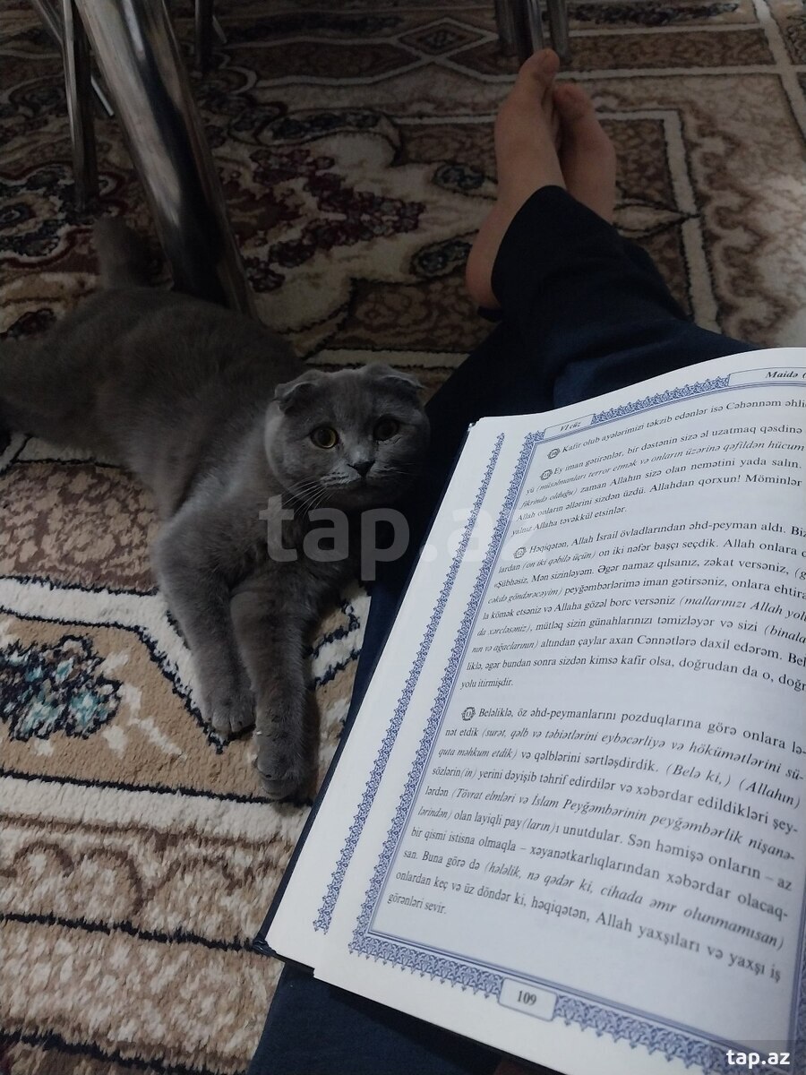 Şotland pişiyi