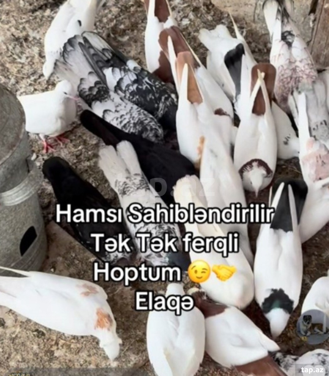 Göyərçinlər