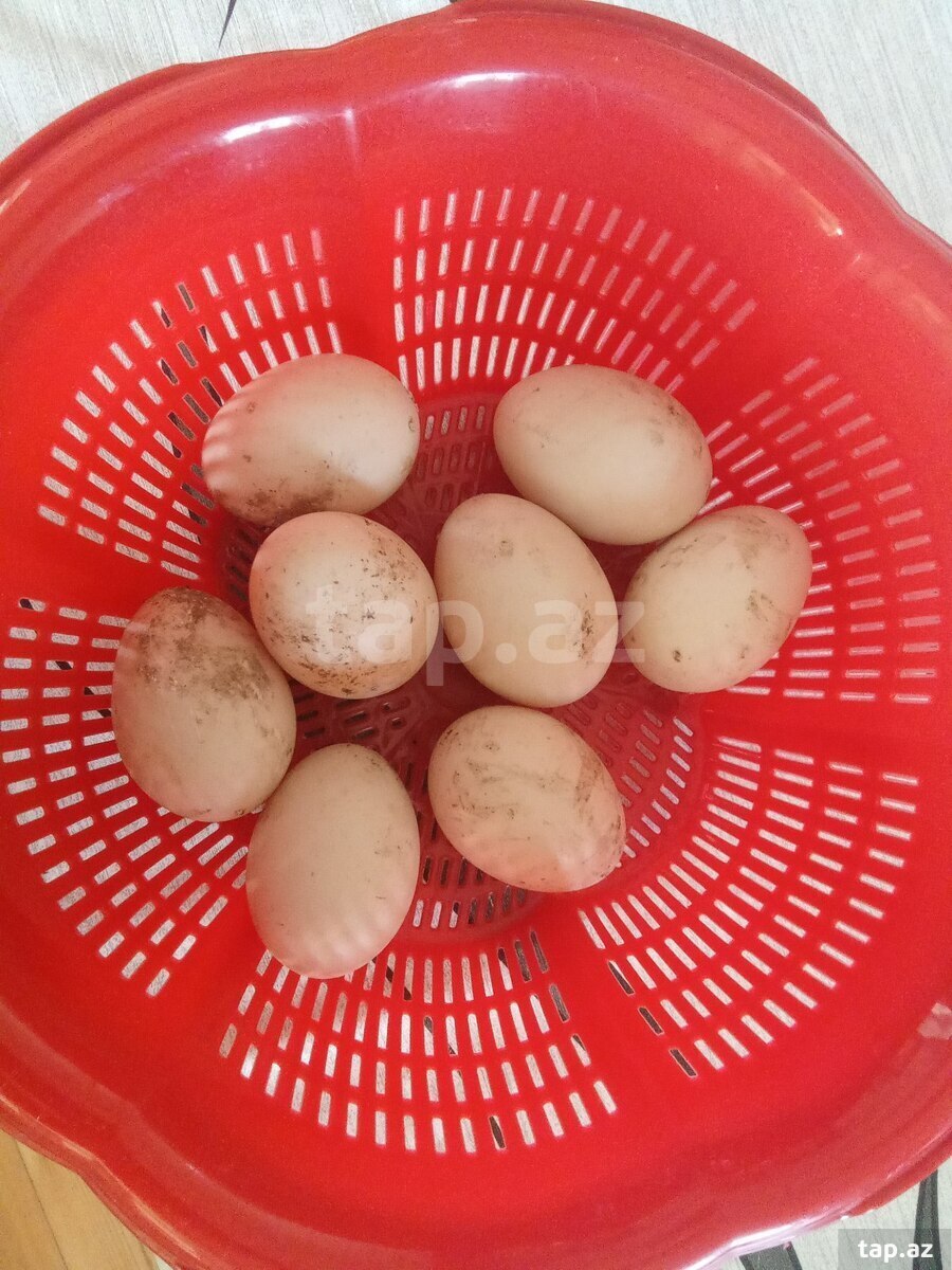Zümrüd və Macar ördək yumurtası