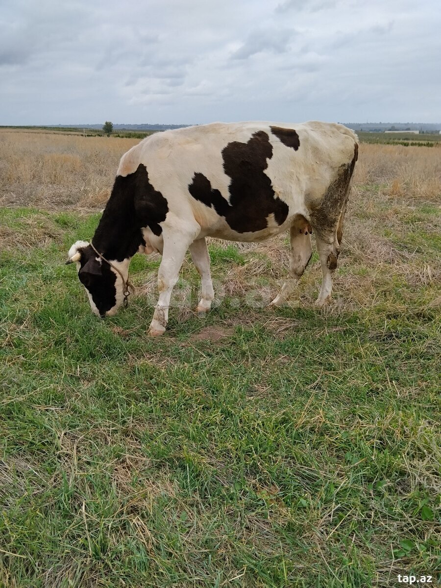 Simmental inək