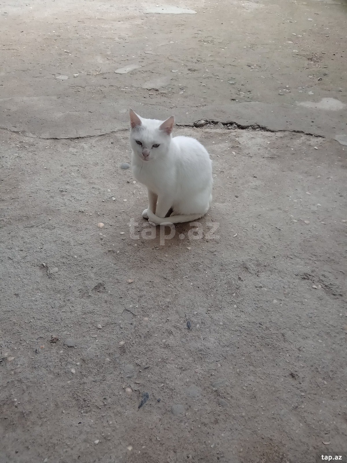 Pişik