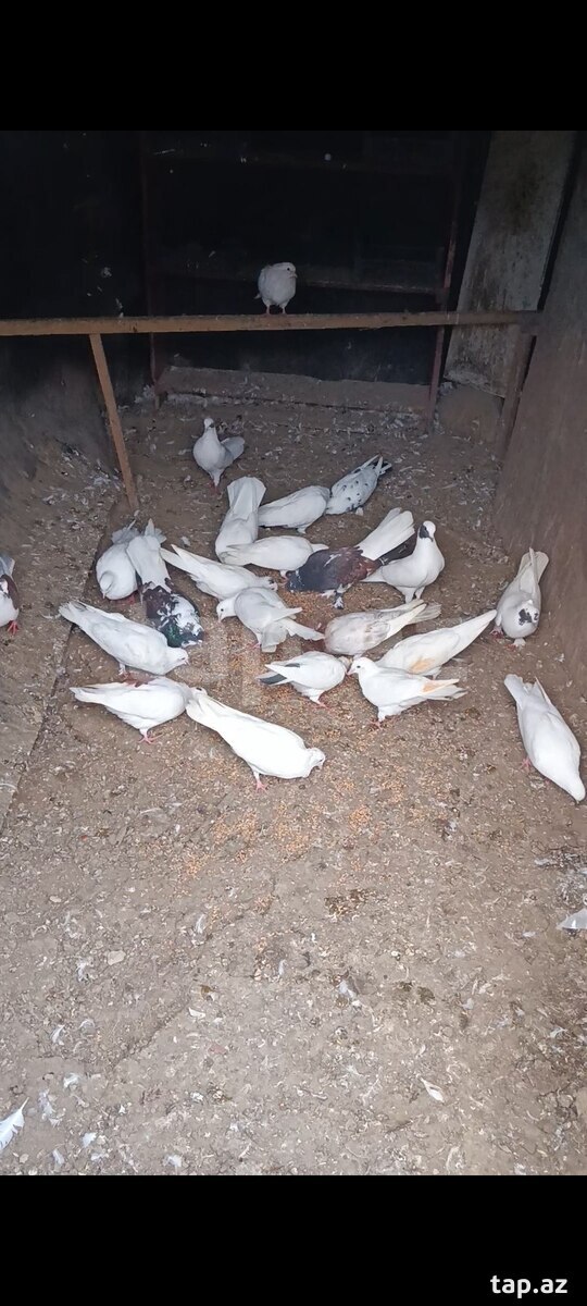 Göyərçinlər