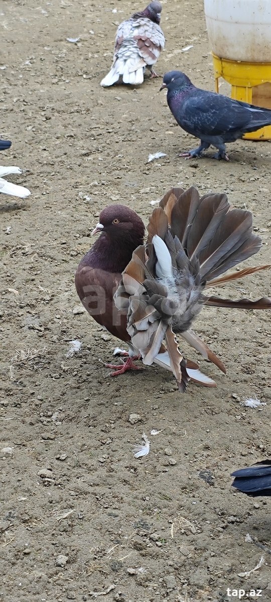 Pavlin göyərçinlər