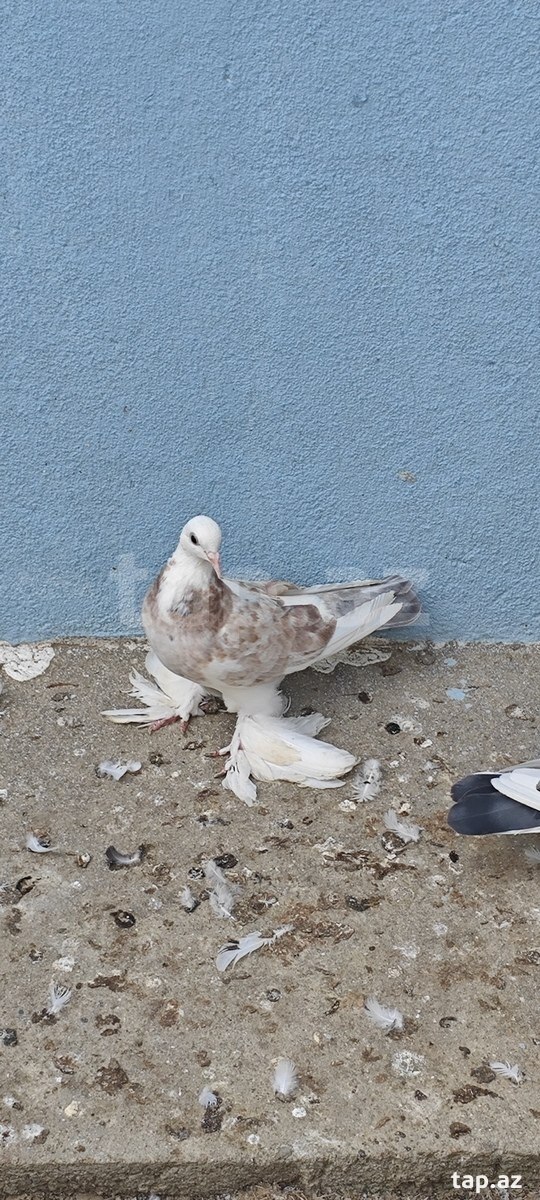 Göyərçin