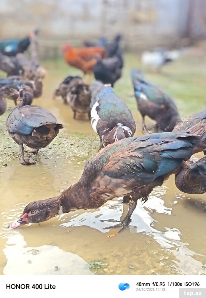 Ördəklər
