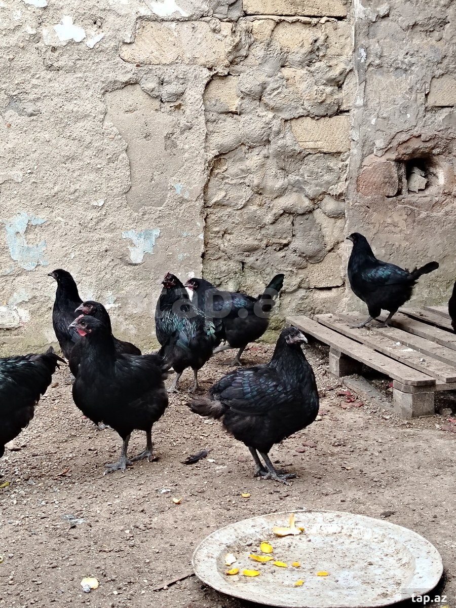 Avstropol göyərçinləri