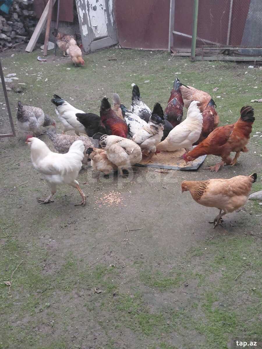 Çolpalar