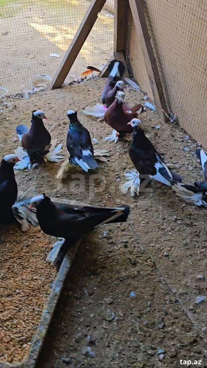 Göyərçinlər