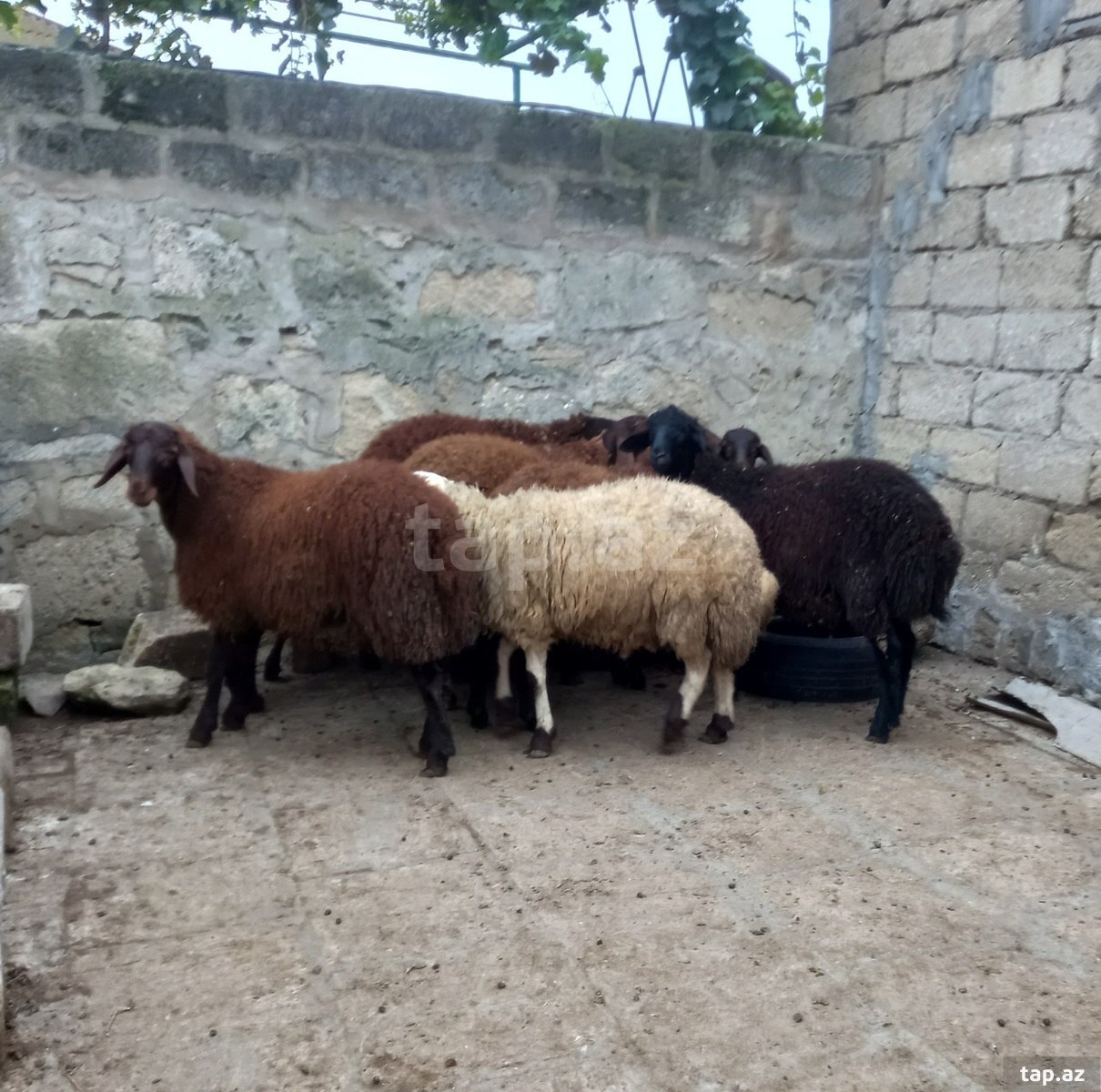Qala qoyunları