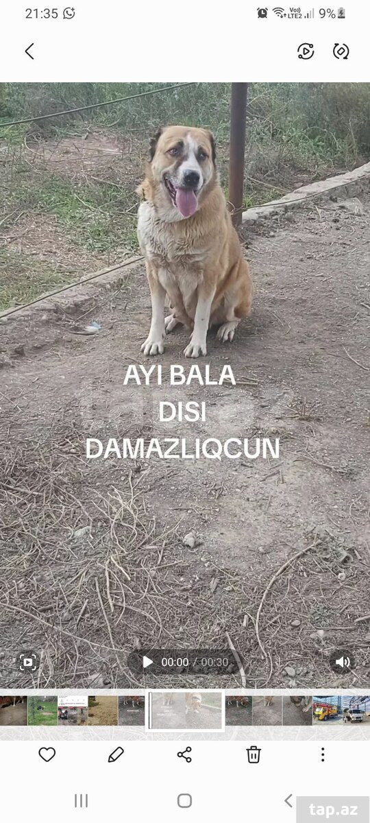 Alabay