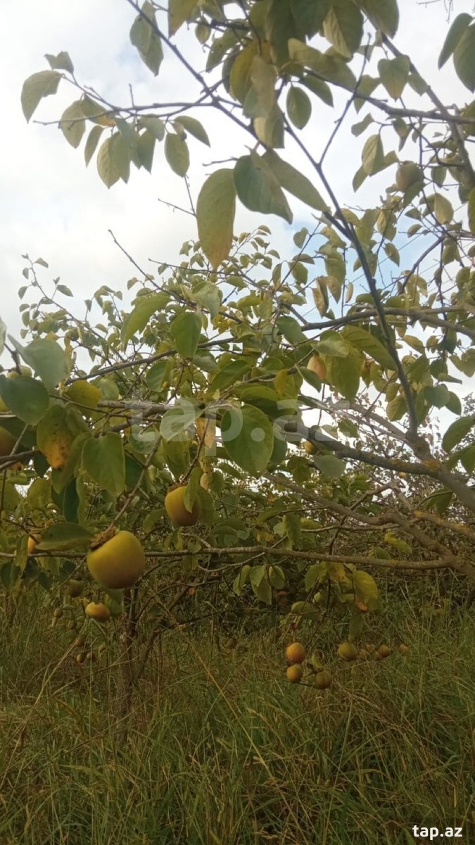 Земельный участок на продажу, Баку