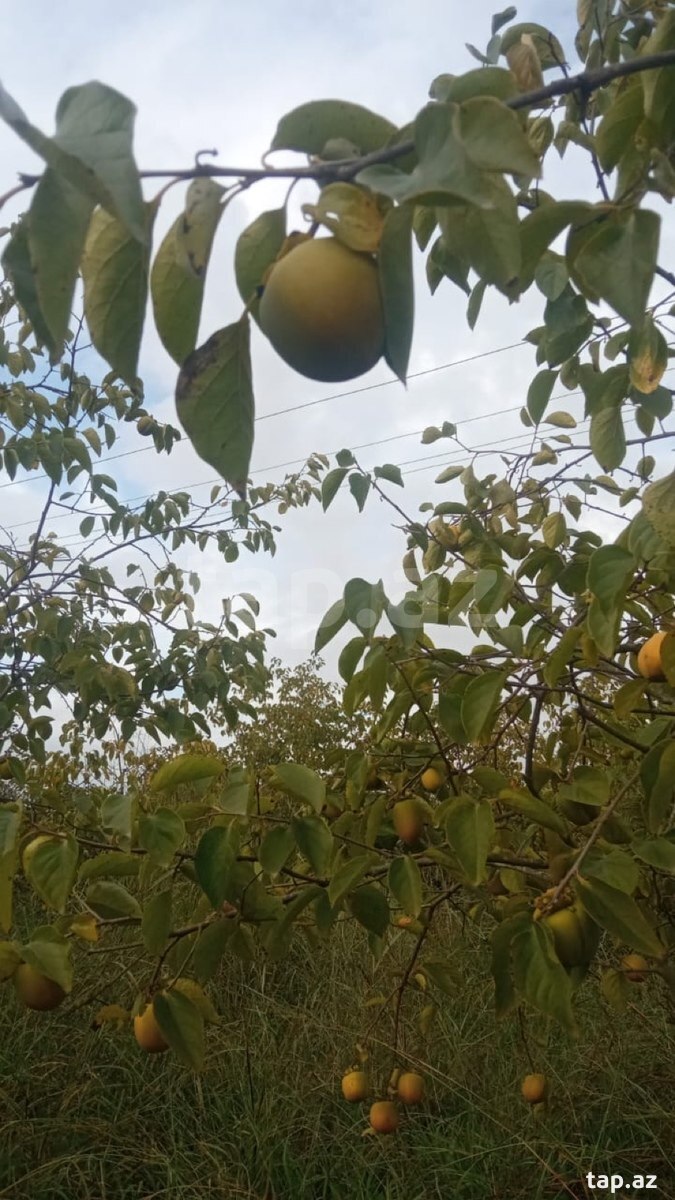 Земельный участок на продажу, Баку