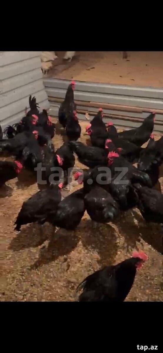 Avstralorp toyuqları