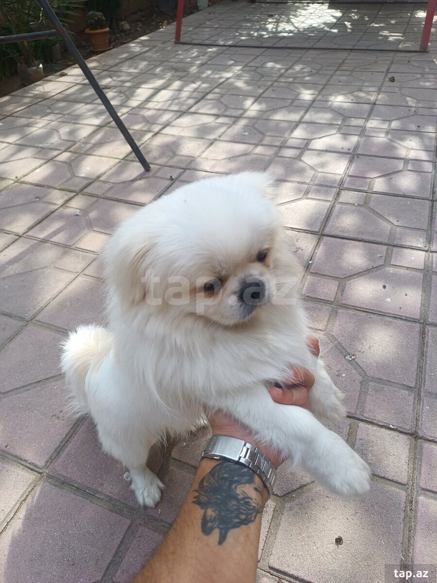 Pekines