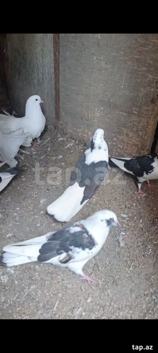 Göyərçinlər
