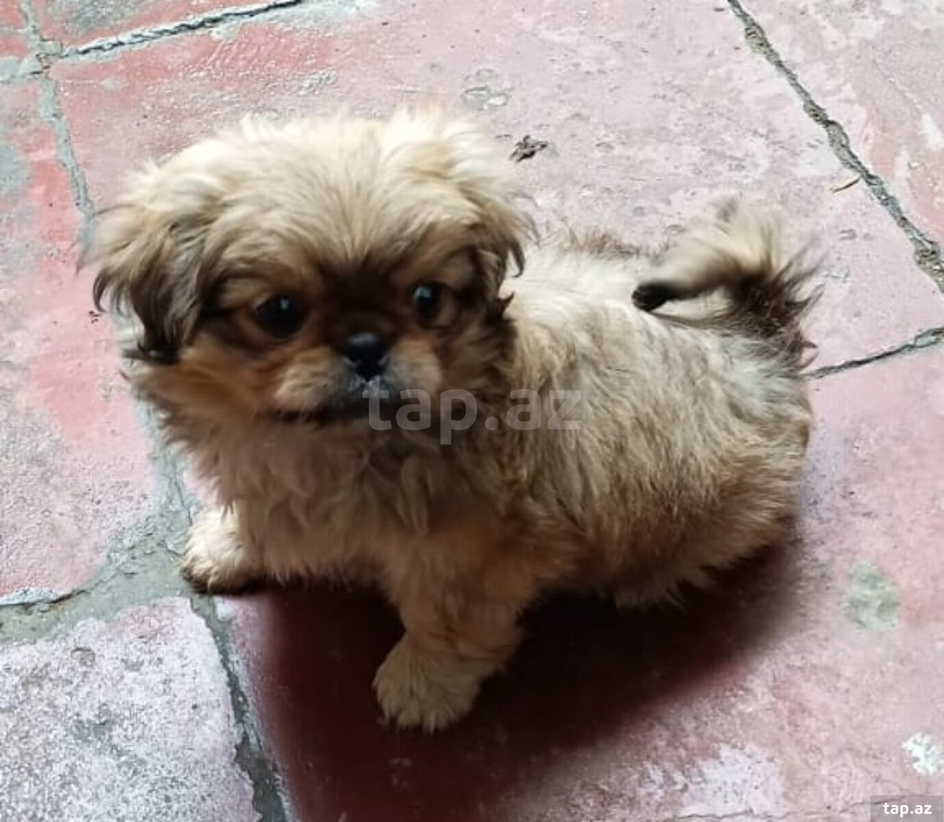 Pekines balası