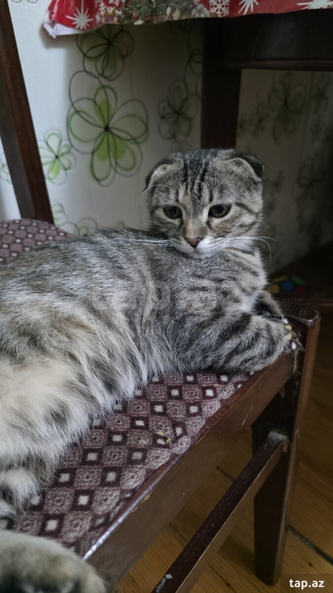 Şotland pişiklər