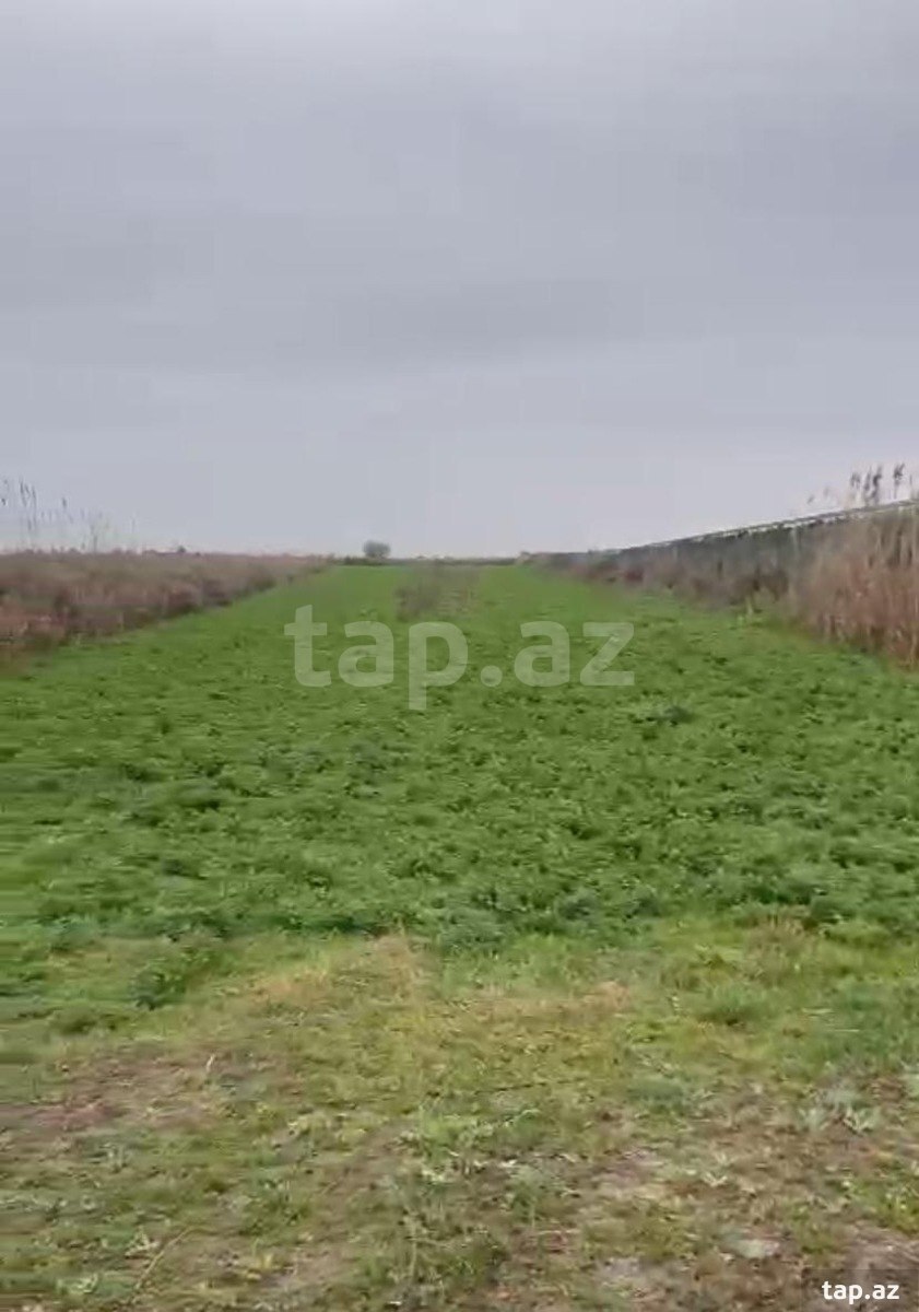 Torpaq satılır, Salyan