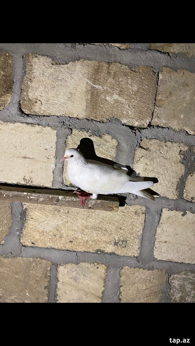 Göyərçin