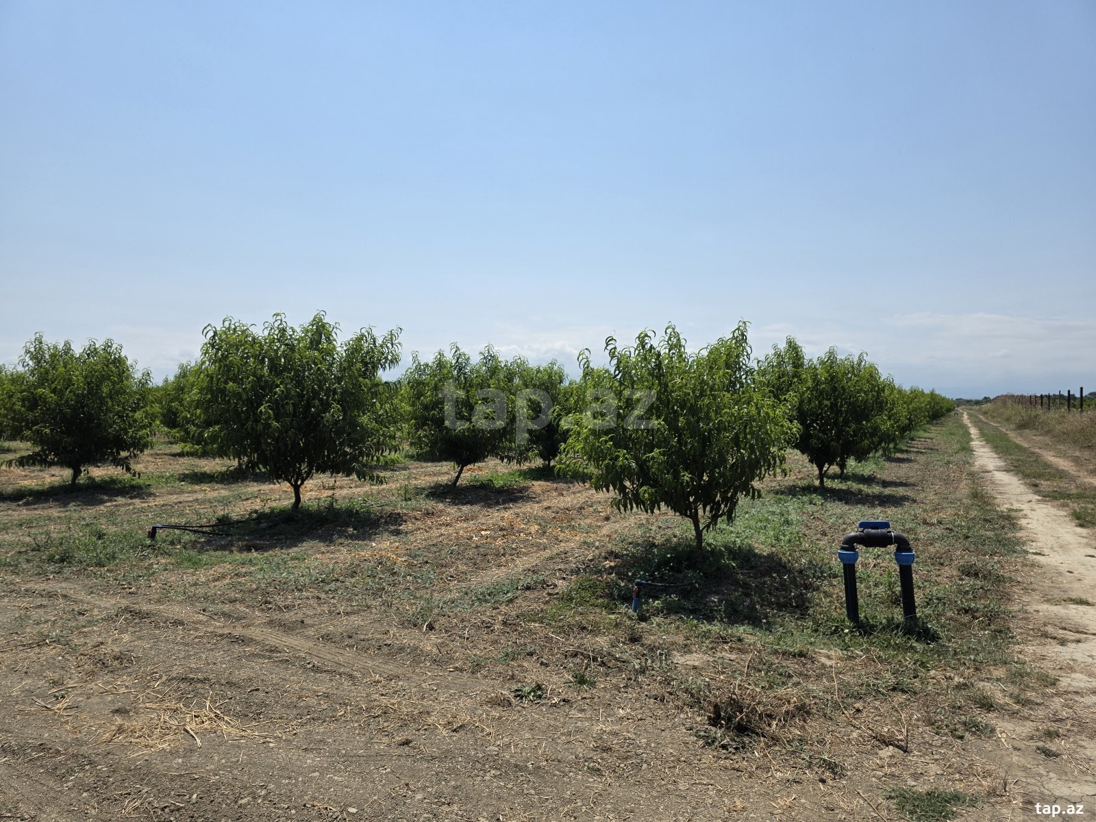 Torpaq satılır, Ağçay, Xaçmaz