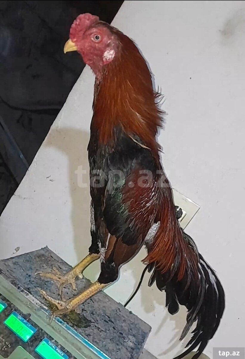 Heyratı xoruz