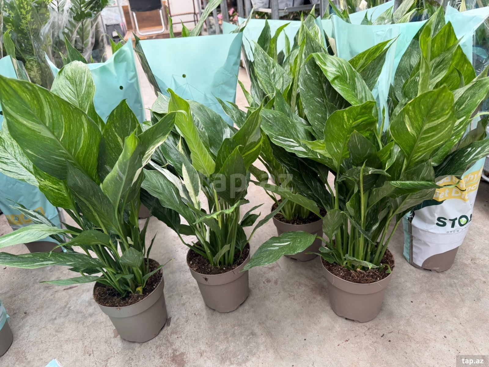 Spathiphyllum Diamond