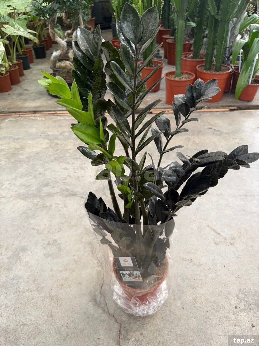 Zamioculcas qara