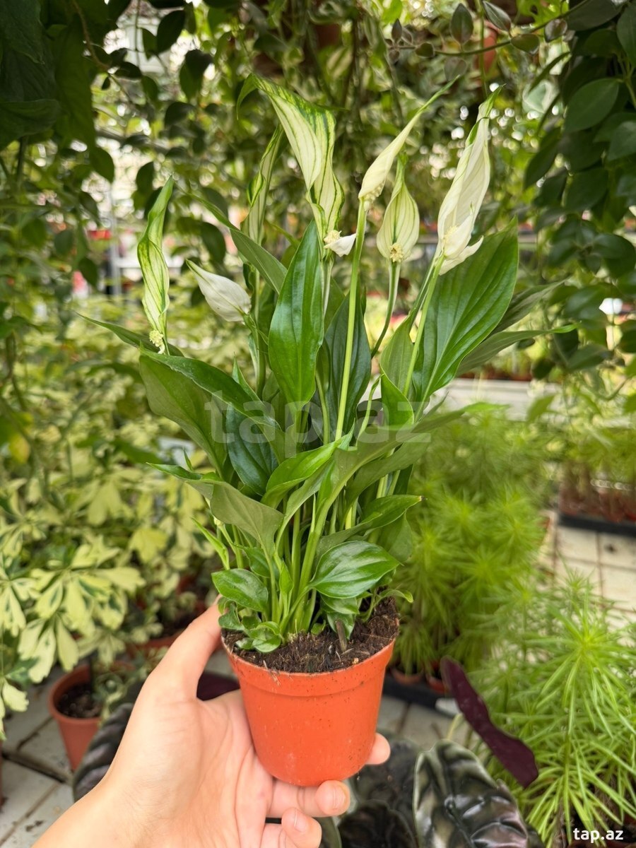 Mini gül