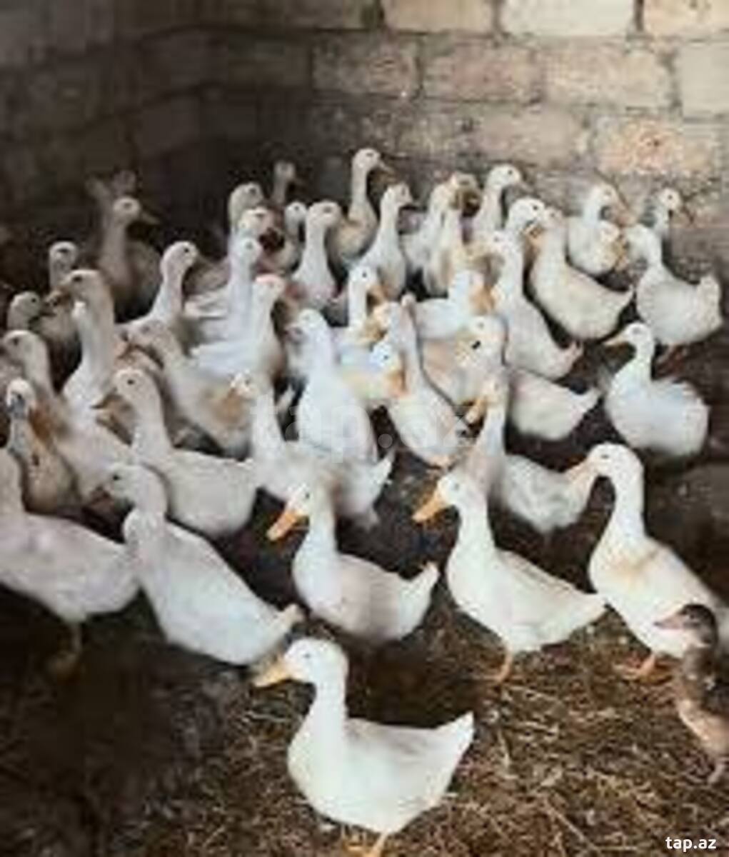 Pekin ördəkləri