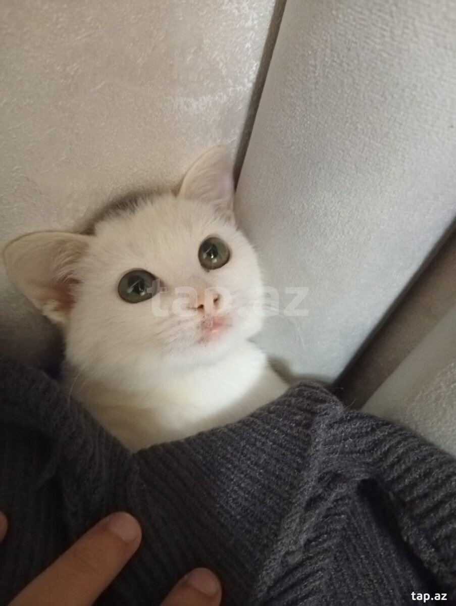 Pişik etibarlı əllərə verilir