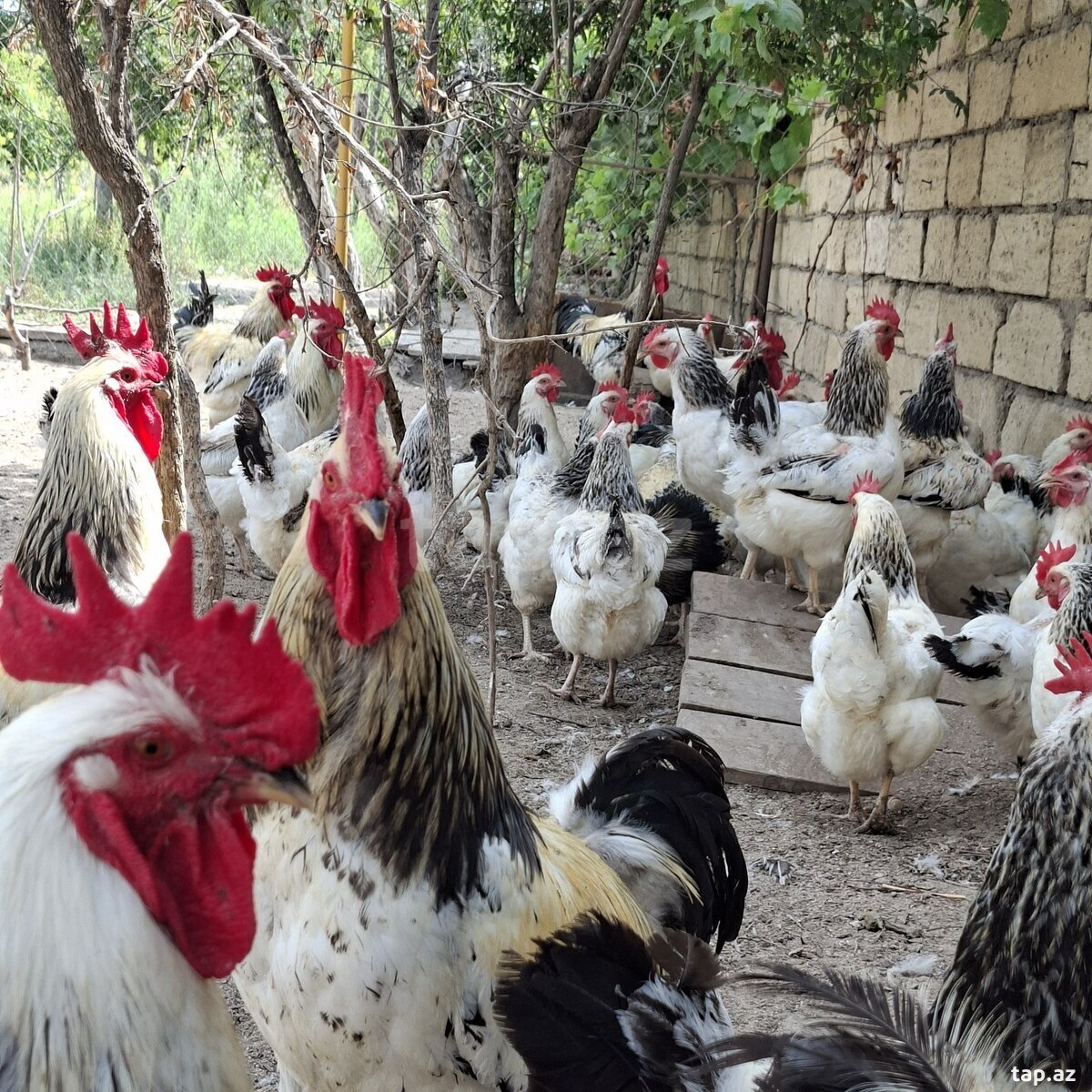 Mayalı yumurta və cücələr