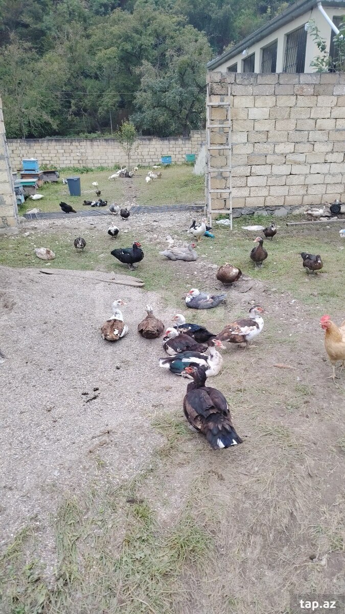 Ördək