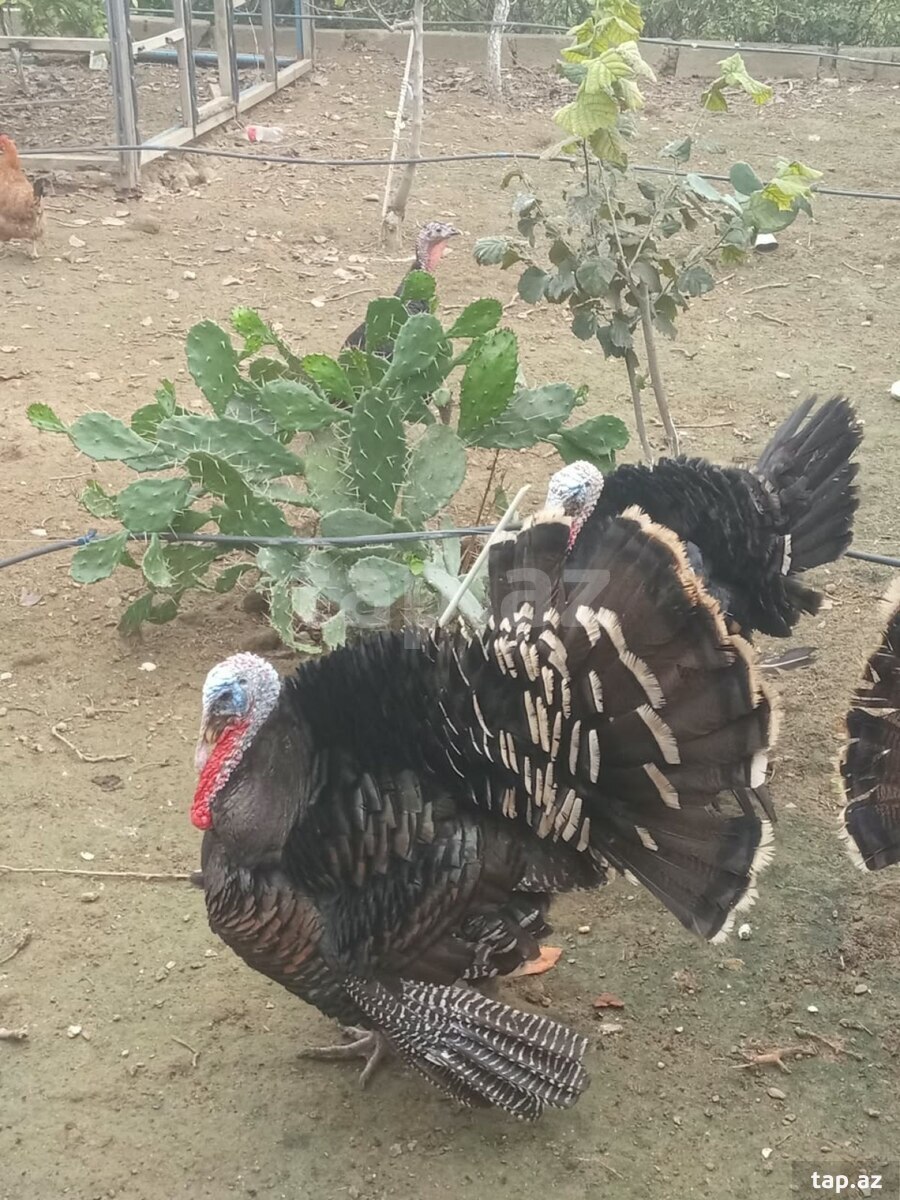 Hinduşka