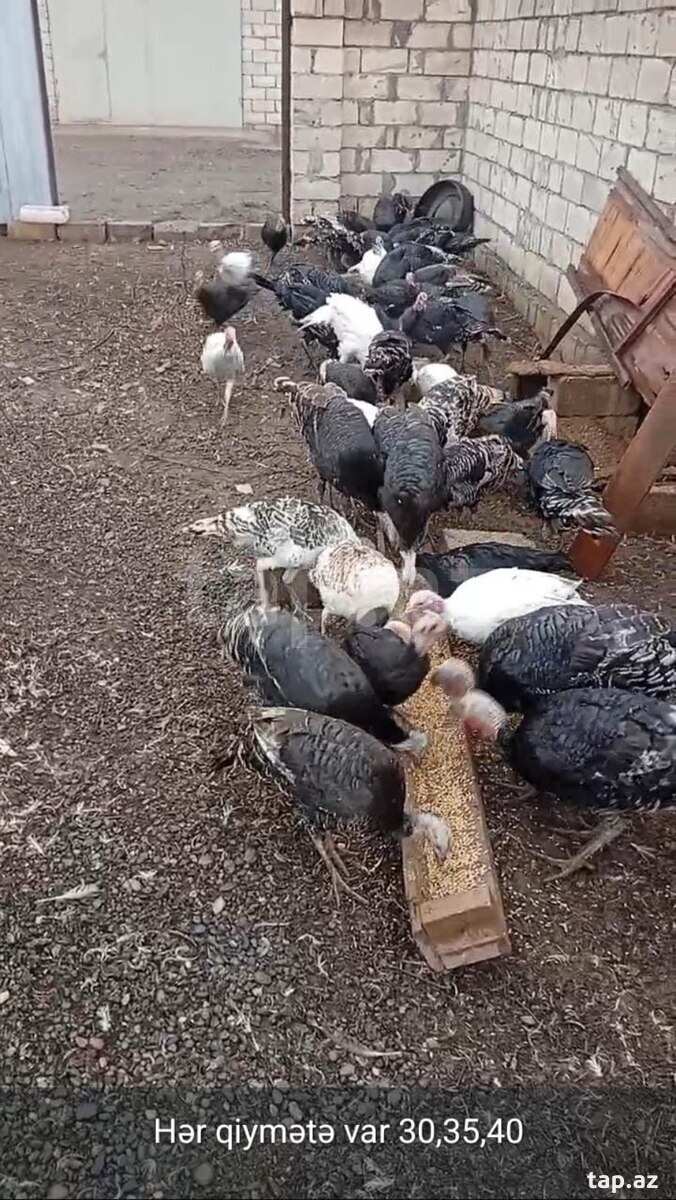 Hinduşkalar