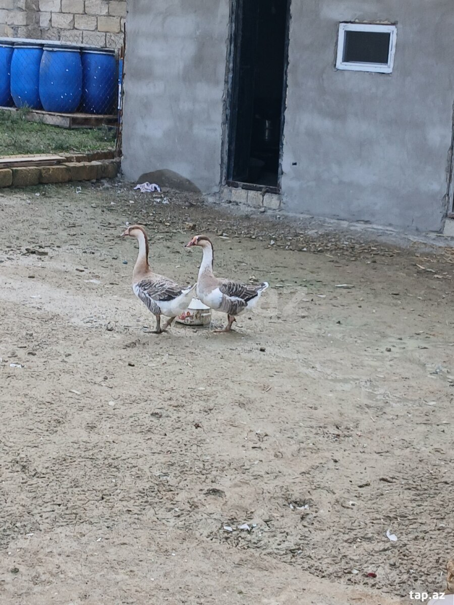 Qazlar