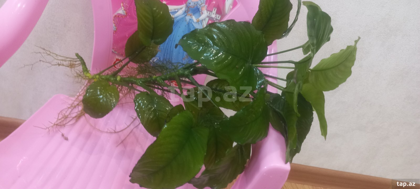 Anubias