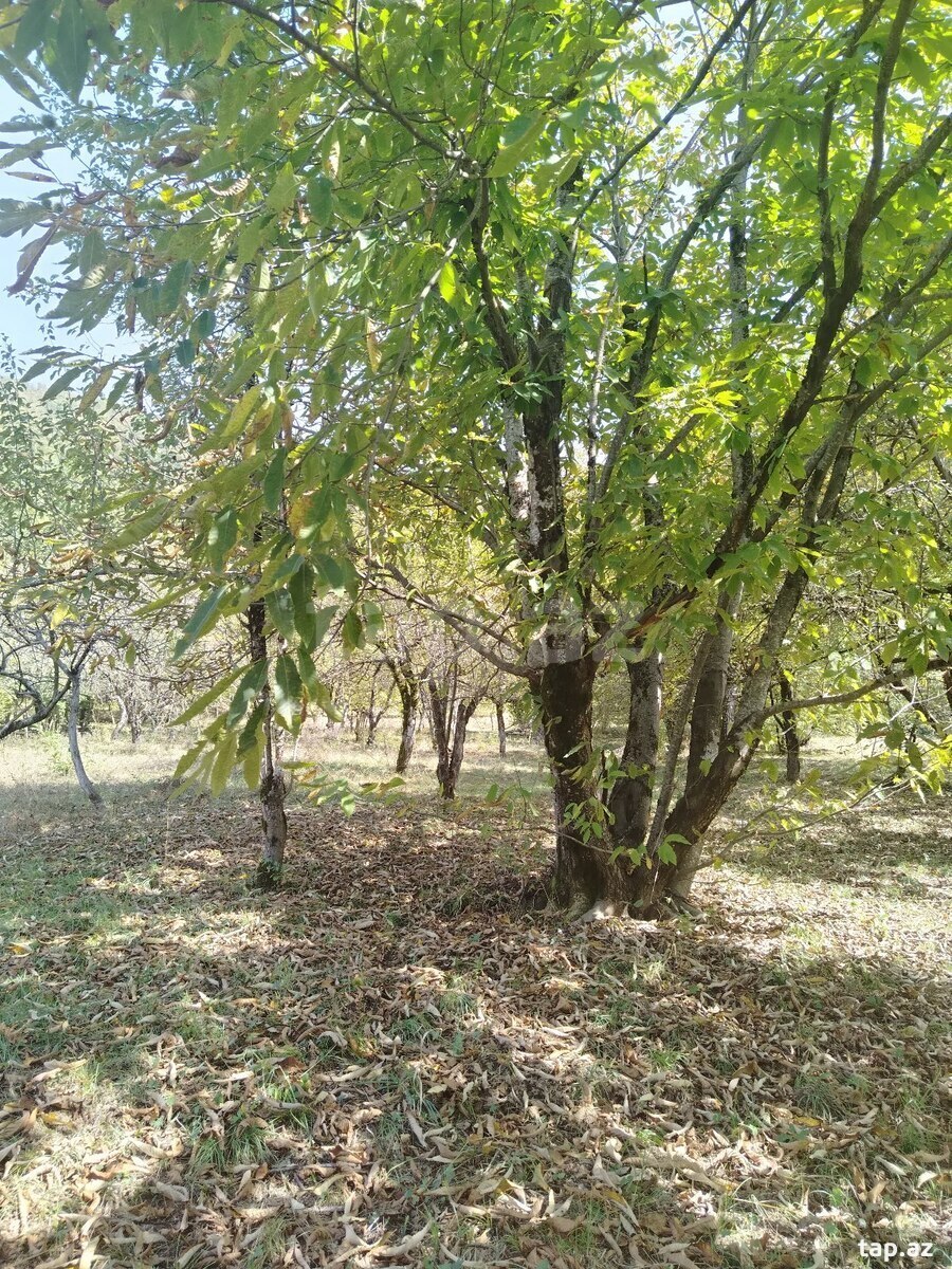 Земельный участок на продажу, Габала, Габала