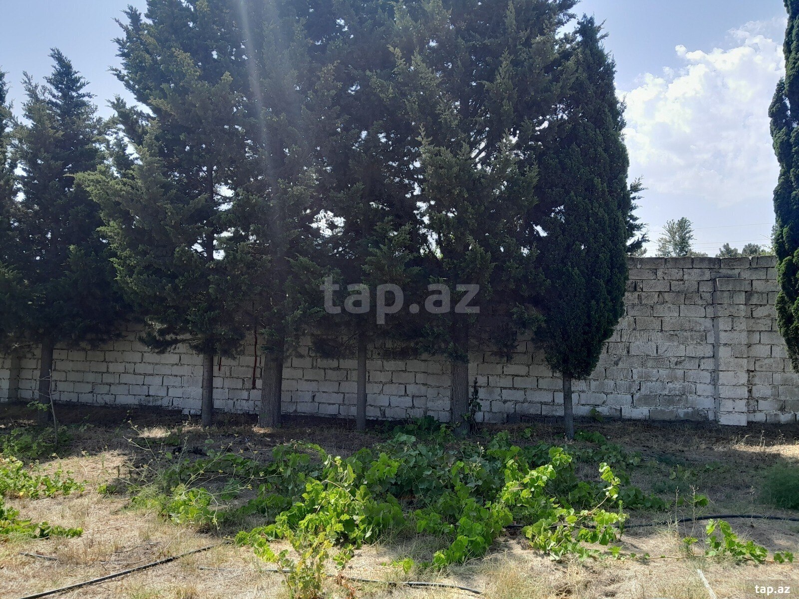 Torpaq satılır, Bakı