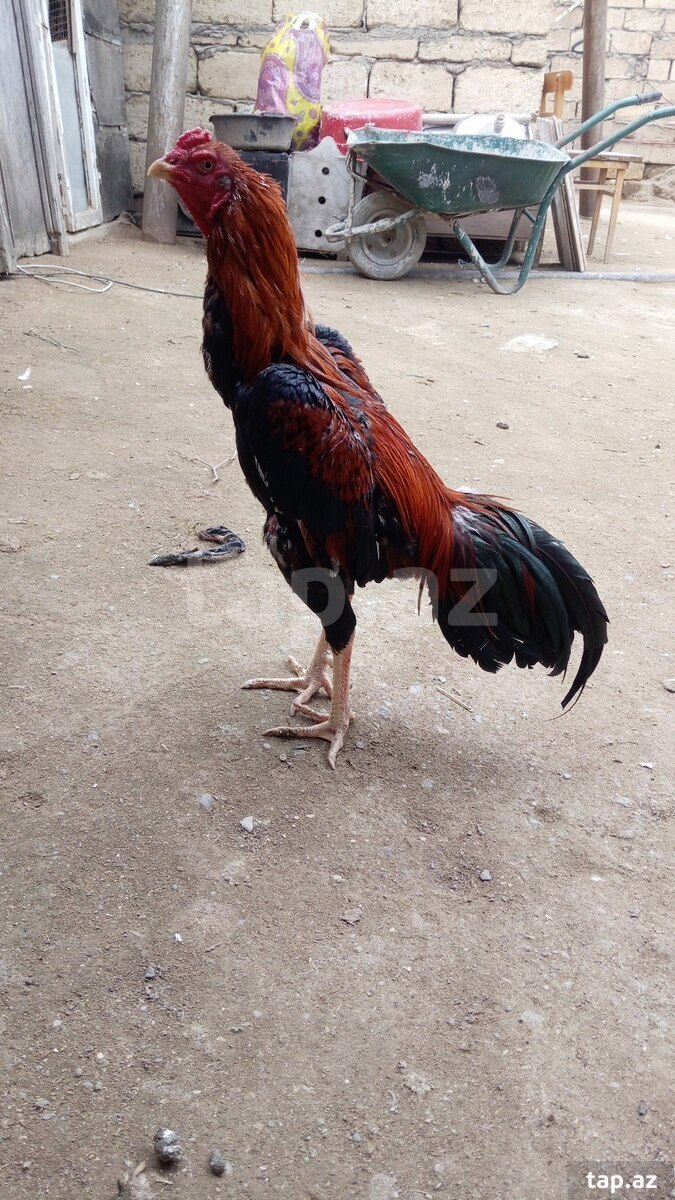 Heyratı xoruzu