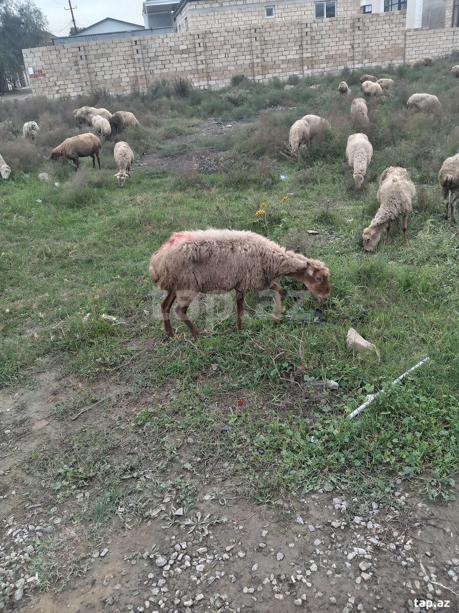Qoyunlar