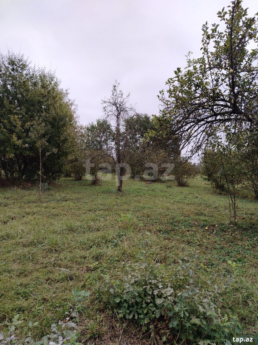 Torpaq satılır, Qəbələ, Qəbələ